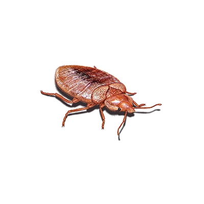 Bed Bug illustration