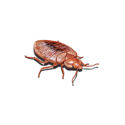 Commercial Bed Bug Control