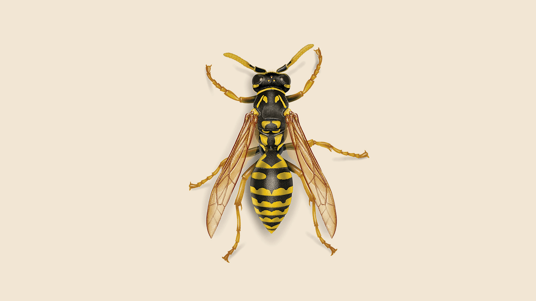 European Paper Wasp Illustration