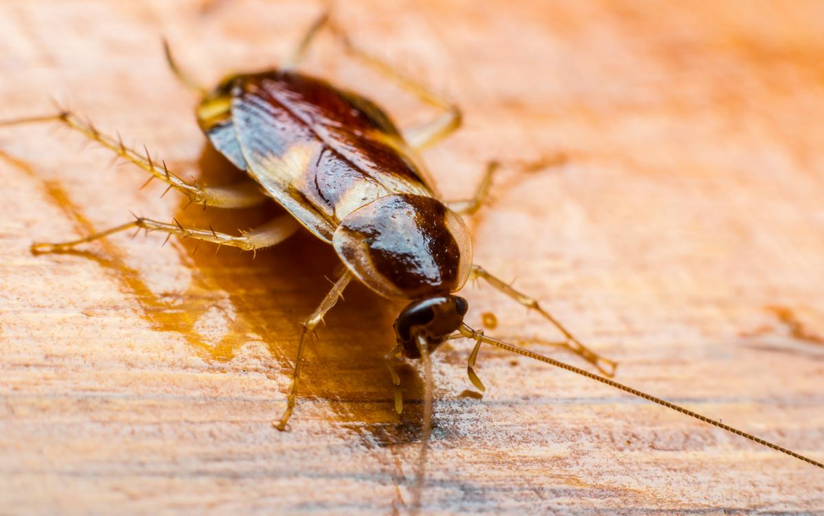 Cockroach Closeup