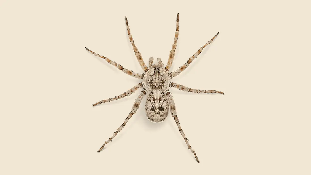 Beach Wolf Spider Illustration