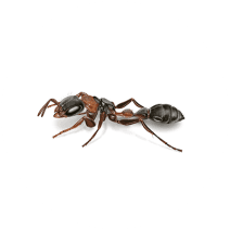 Elongate Mexican Twig Ant Facts | What are Twig Ants 