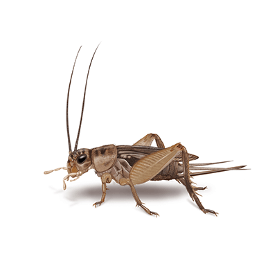 House cricket illustration