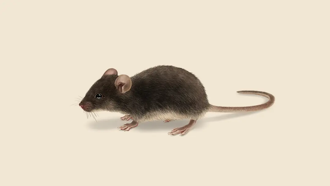 Black House Mouse Illustration.