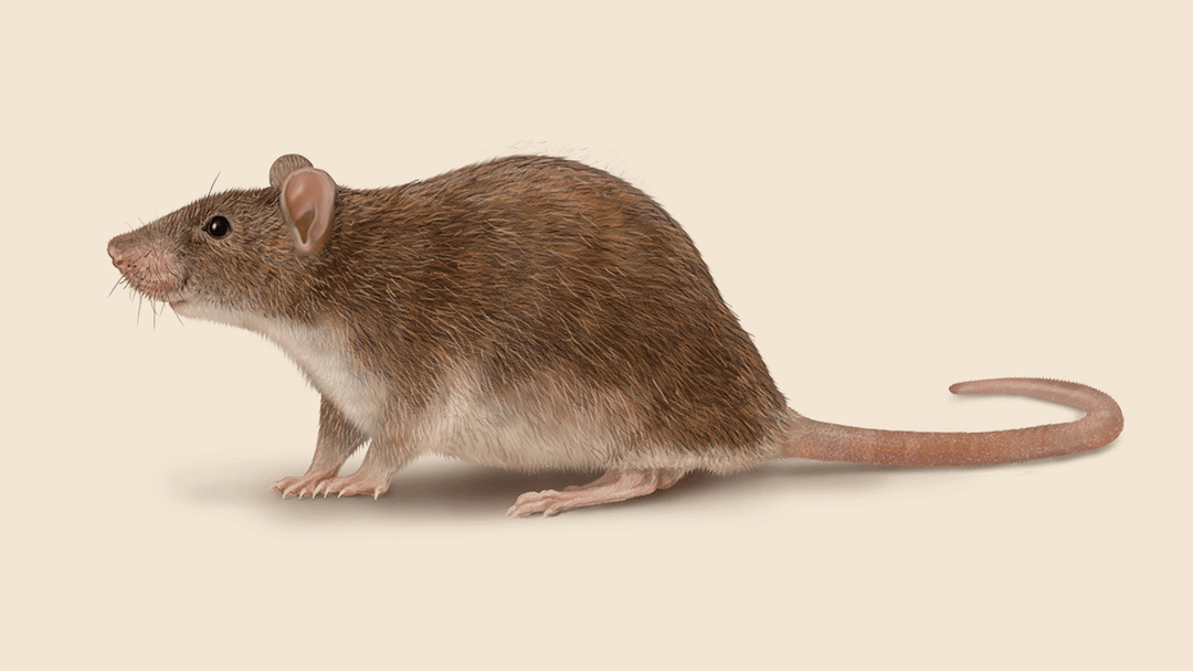 Norway rat illustration