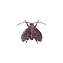 How to Identify Drain Flies | What Causes Drain Flies | Orkin