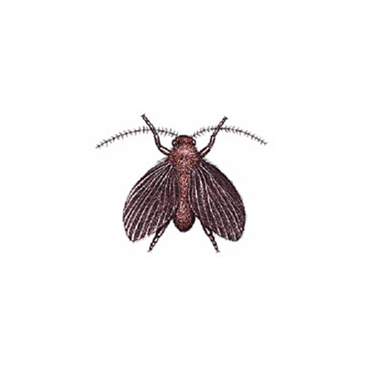Drain fly illustration