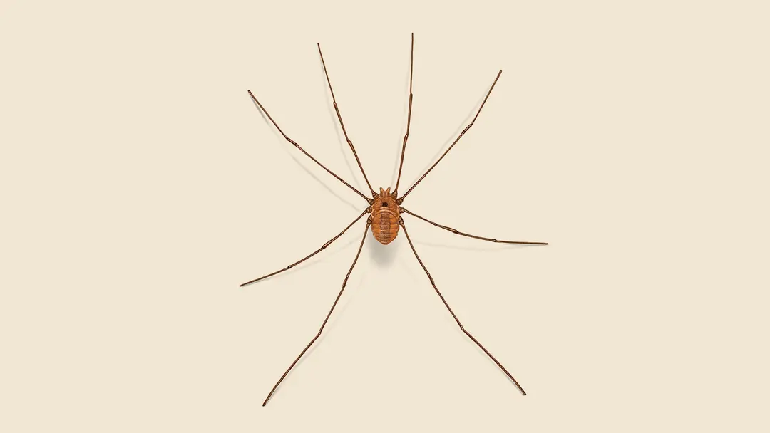 Daddy longleg illustration