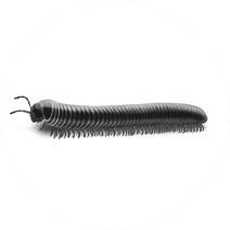 Millipedes Exterminator - How To Identify & Get Rid Of Millipedes