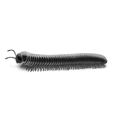 Millipede illustration