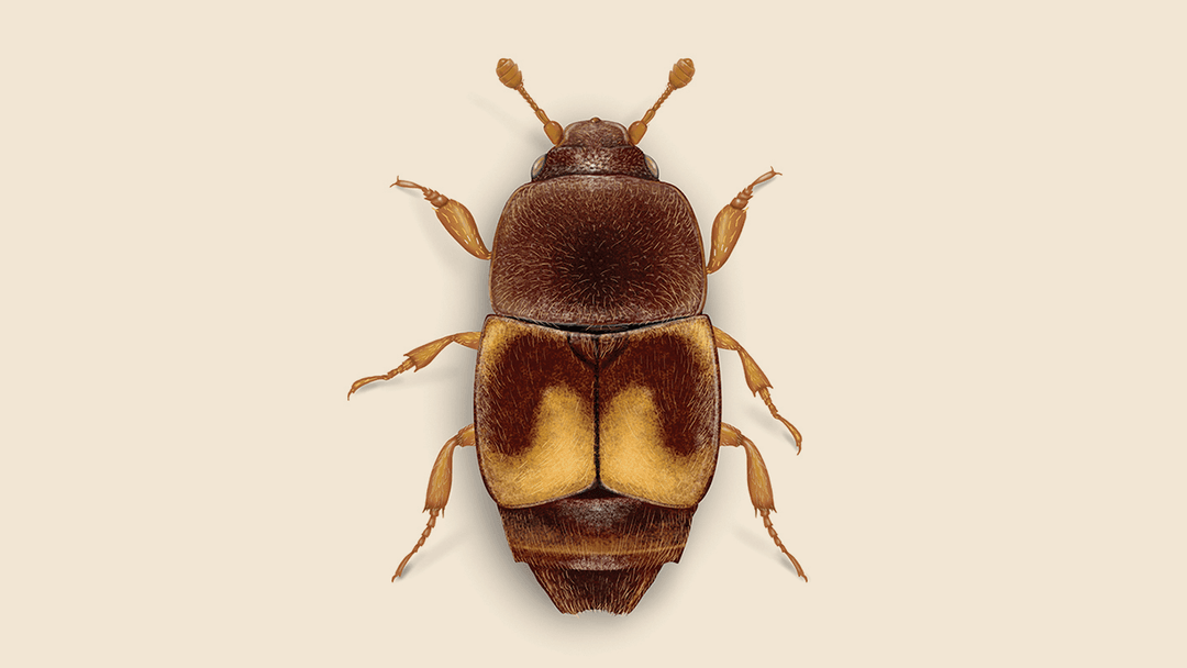Dried Fruit Beetle Illustration