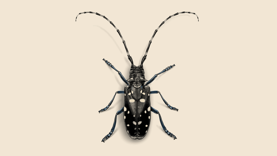 Asian Longhorned Beetles Illustration