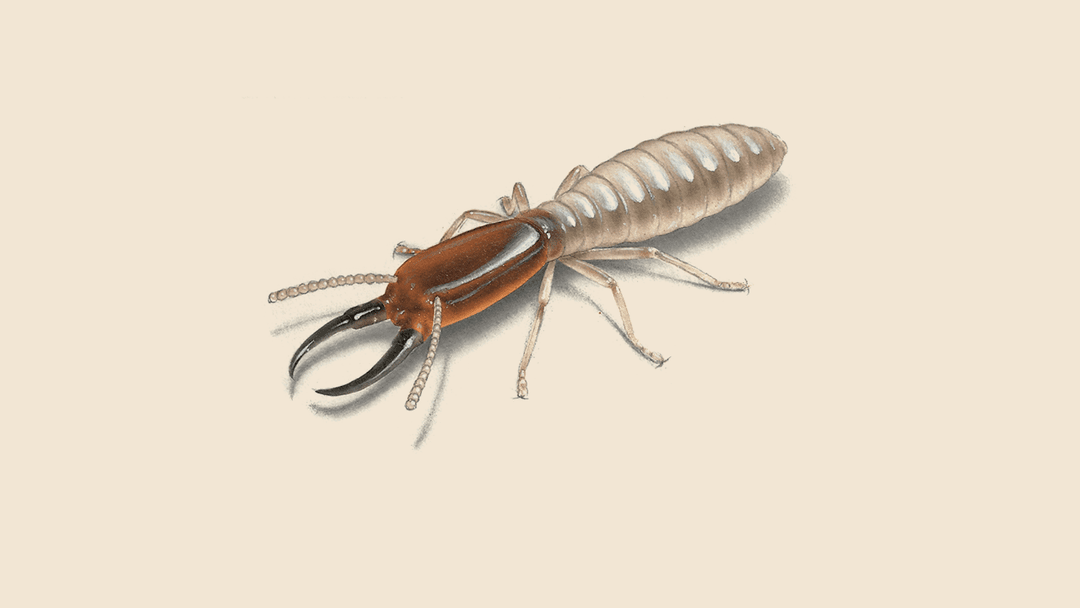 Termite illustration