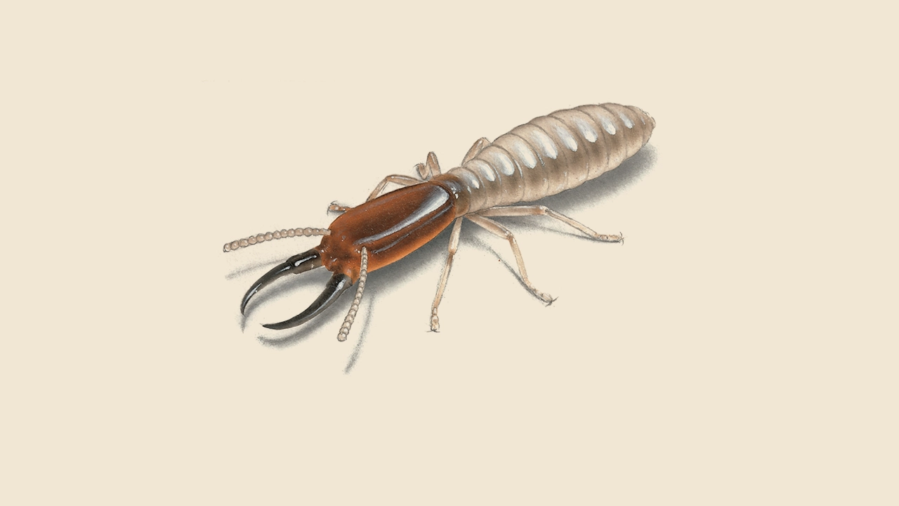 Drywood Termite Illustration