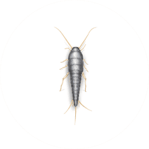 What do Silverfish Look Like? | Get Rid of Silverfish