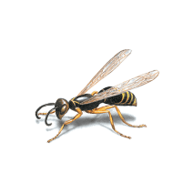 Wasps Exterminator - How To Identify & Get Rid Of Wasps