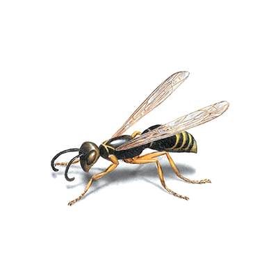 Wasp illustration