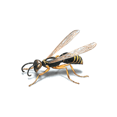 Stinging Pests Treatment
