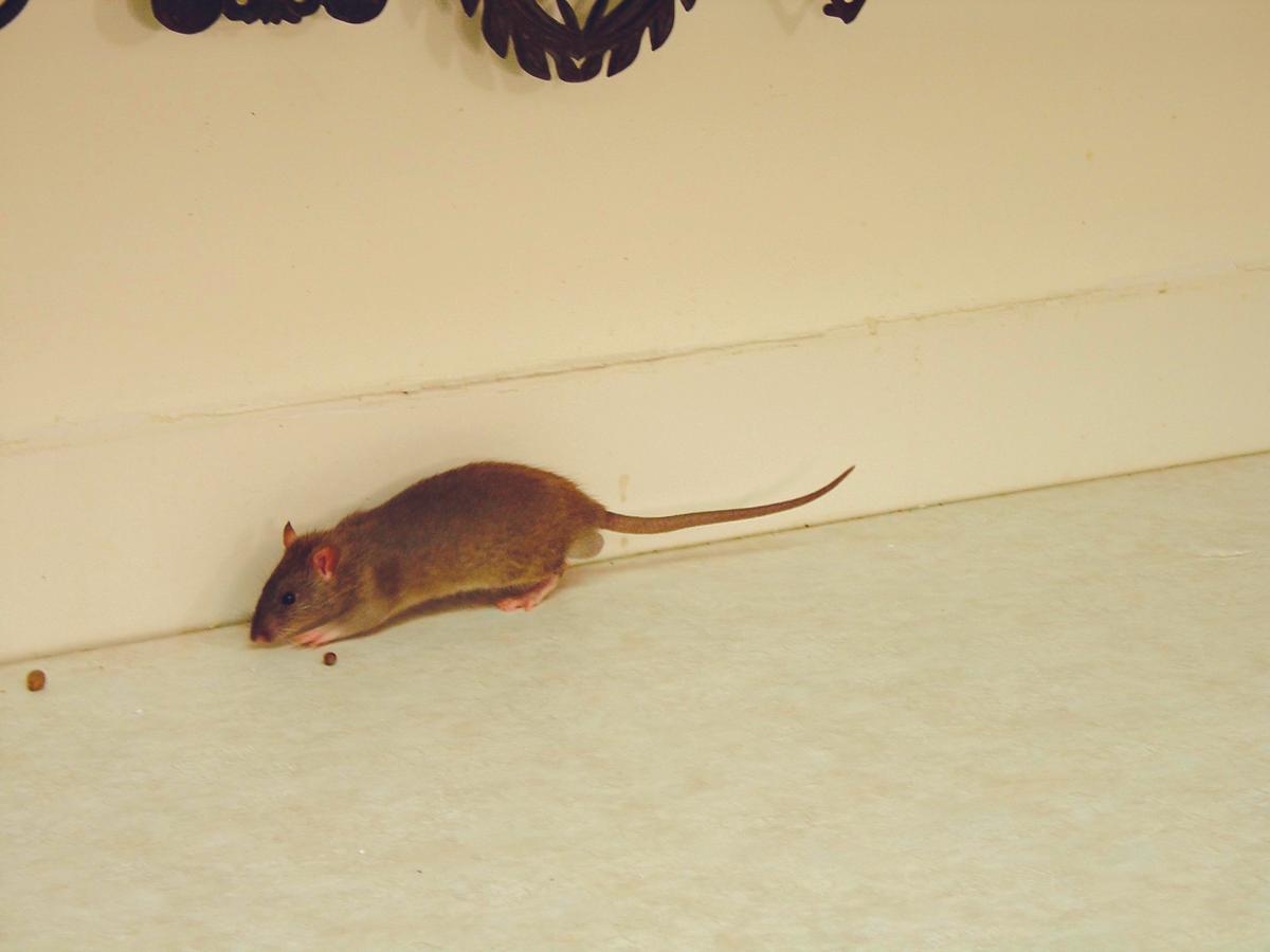 Rat On Baseboards