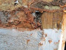 Termite Damage in Wood Siding