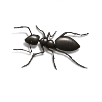 Moisture Ants