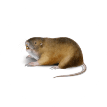 What Do Gophers Look Like? | Gopher Identification 