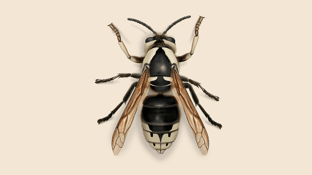 Bald faced hornet illustration