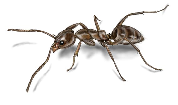 argentine ant illustration
