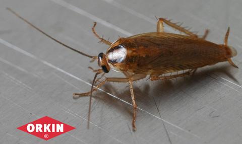 Cockroach Closeup