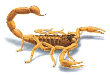 Scorpion Illustration