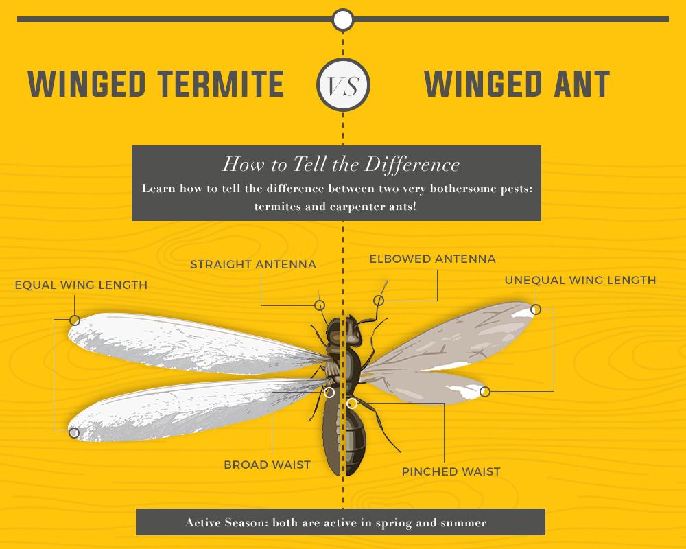 Winged Termites Vs. Winged Ants Graphic