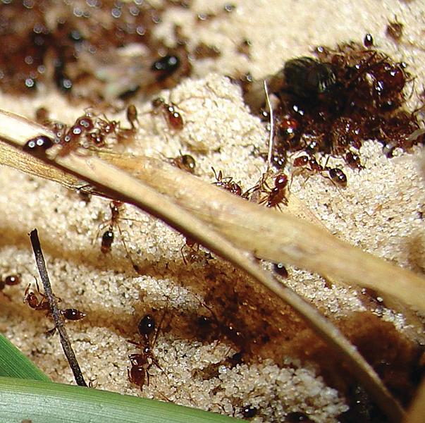 Fire Ants Crawling On Grass