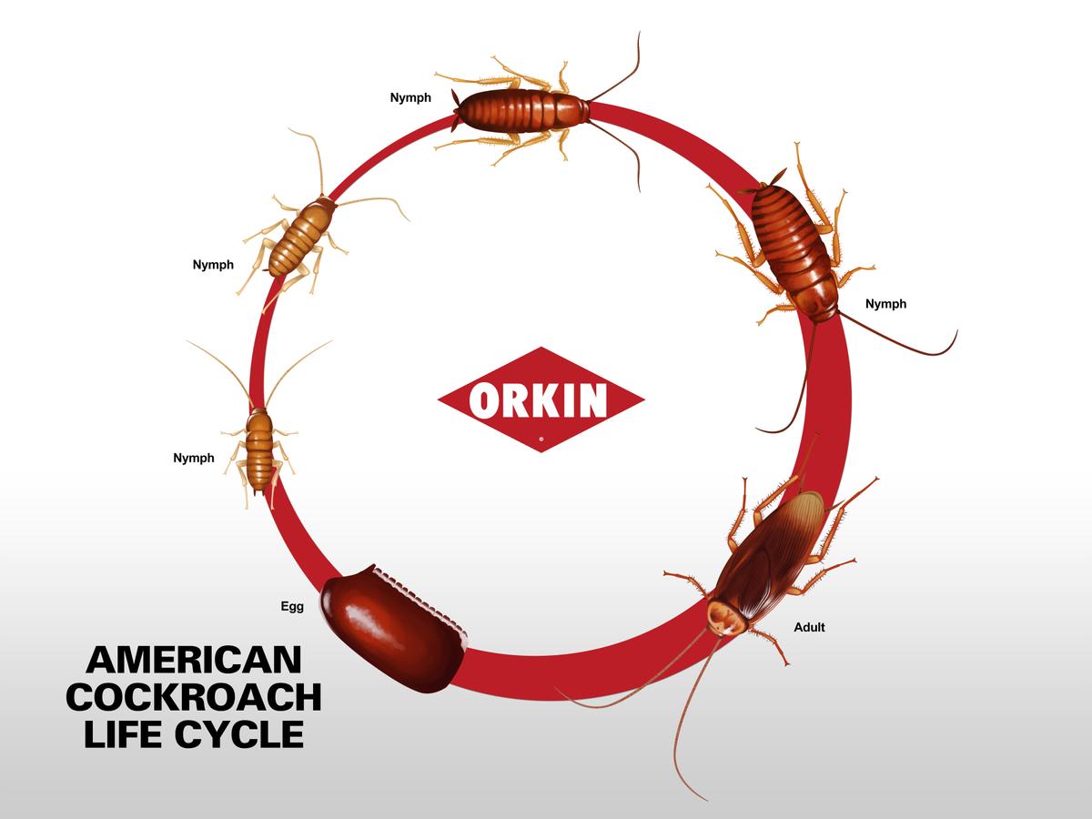 American Cockroach Lifecycle
