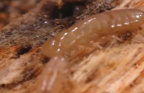 Drywood Termite Crawling on Wood