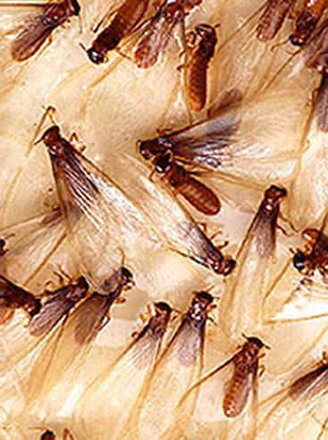 Formosan Termites With Wings