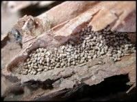 Drywood Termite Droppings Picture