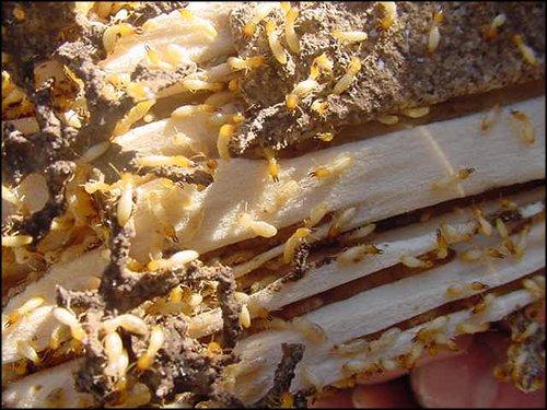 Subterranean Termite Colony