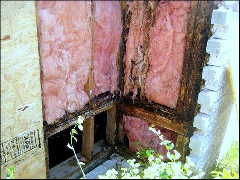 Wall and Insulation Termite Damage