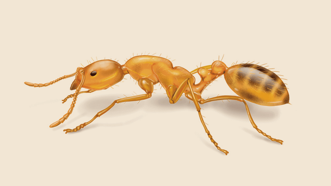 Pharaoh Ant Illustration