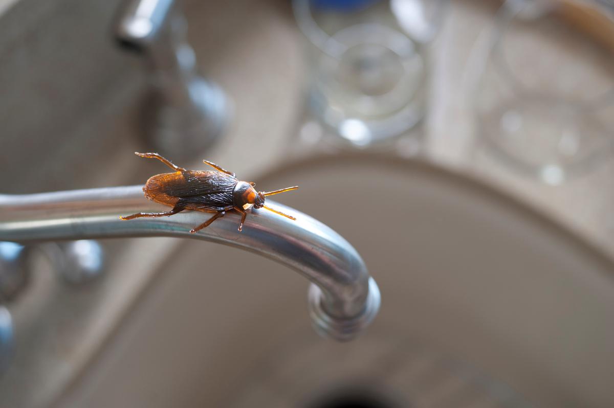 Cockroach on Faucet