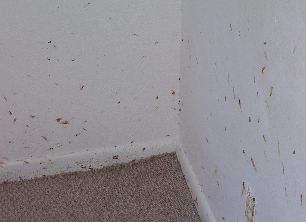 Bed Bugs Under Carpet