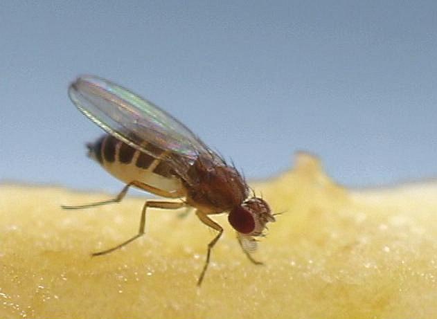 Close Up of Fruit Fly Feeding