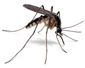 Illustration of Magnified Adult Mosquito