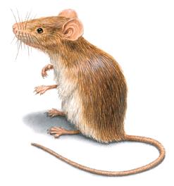 Illustration of House Mouse