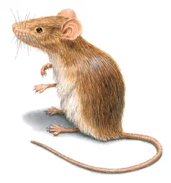 Illustration of House Mouse