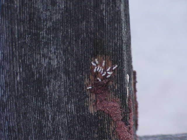 Termites On Wood Siding