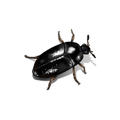 Beetle Treatment