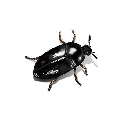 Black carpet beetle illustration