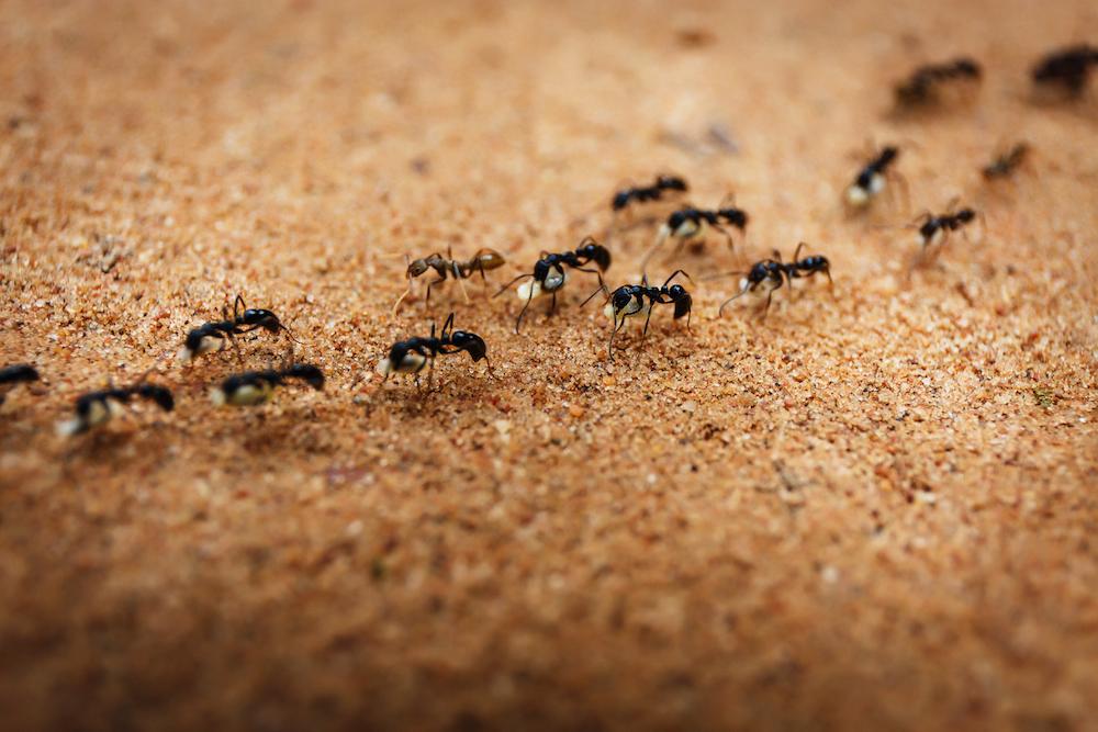 Small Ants In The Wall