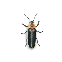 Firefly Life Cycle & Habitat | Lightning Bug Facts